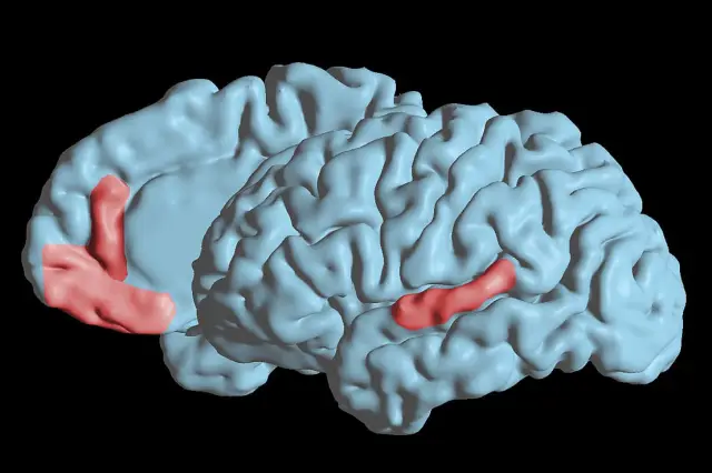 Ученые определяют специализированные области мозга для питания и откладывания яиц у бражников: Активность определенных областей в обонятельном центре самок Manduca sexta напрямую коррелирует с различн