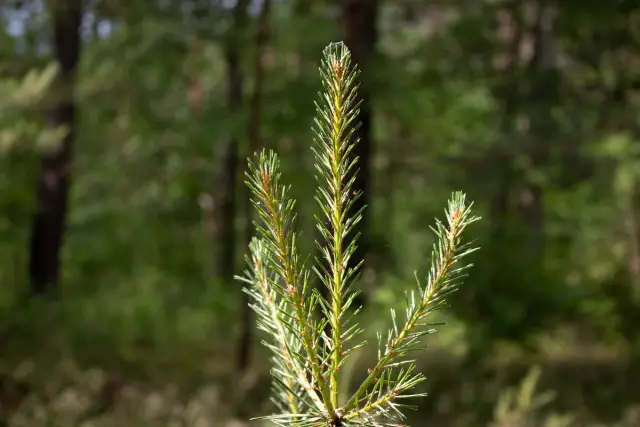 Почва не может остановить изменение климата: долгосрочные полевые эксперименты, проводившиеся еще в 1843 году, показывают, что современные выбросы углерода не могут быть заблокированы в земле, чтобы о