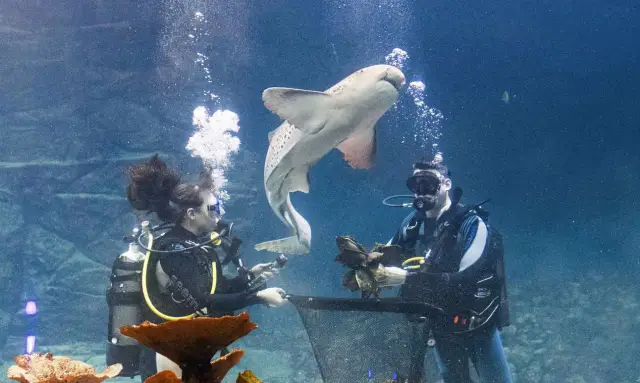 Леопард может не менять свои пятна, но ядовитые существа часто меняют свой рецепт яда: дарвинизм в действии, поскольку морские анемоны адаптируют свой яд к меняющейся добыче и морским условиям