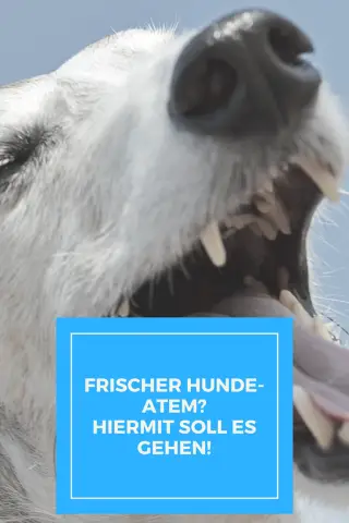 Мяч или мягкая игрушка -- Собаки «знают», что они чуют? Новое исследование показывает, что собаки создают мысленное представление об объектах, которые они воспринимают через запах, и удивляются, если 