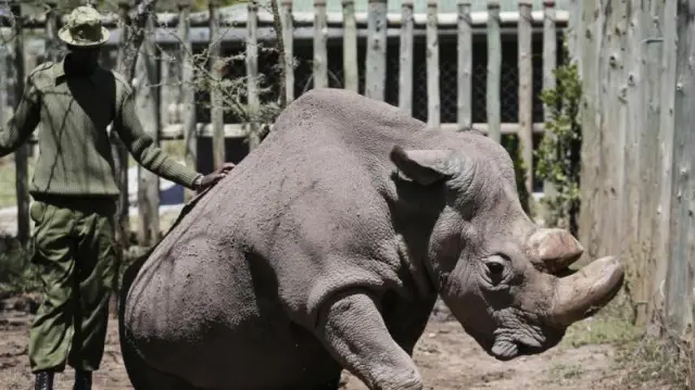 Исследователи спасают эмбрионы от дефектов мозга, реконструируя схемы клеточного напряжения: сначала биологи с помощью вычислений моделируют электрический код в ткани развивающихся лягушек, чтобы найт