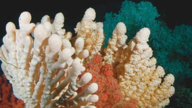 Эксперимент с коралловыми рифами показывает: Подкисление из-за углекислого газа замедляет рост: Подкисление океана серьезно замедлит рост коралловых рифов до конца века, если выбросы углекислого газа 