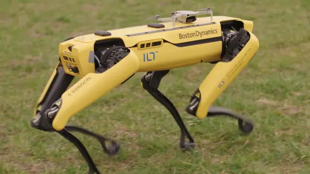 Гены мозга, связанные с инновациями, обнаружены у птиц: глутаматные мозговые рецепторы, связанные с человеческим интеллектом, также связаны с навыками решения проблем у диких птиц