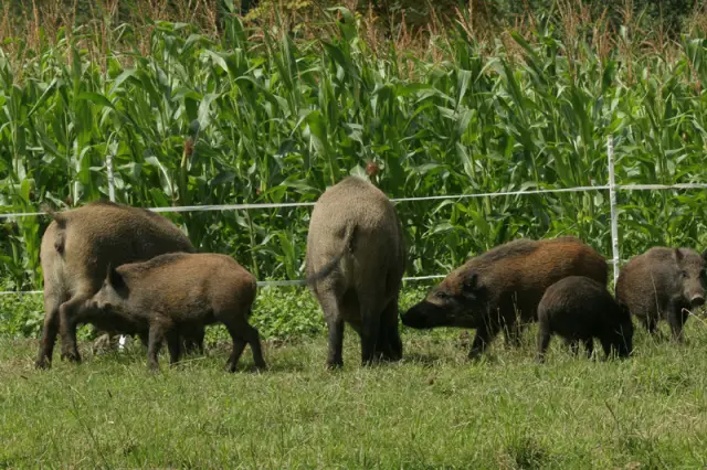 Компромиссы между вооружением и плодовитостью у щелкающих маток креветок зависят от эусоциальности: слабо эусоциальные матки должны жертвовать своими инвестициями в поддержание своих боевых когтей или
