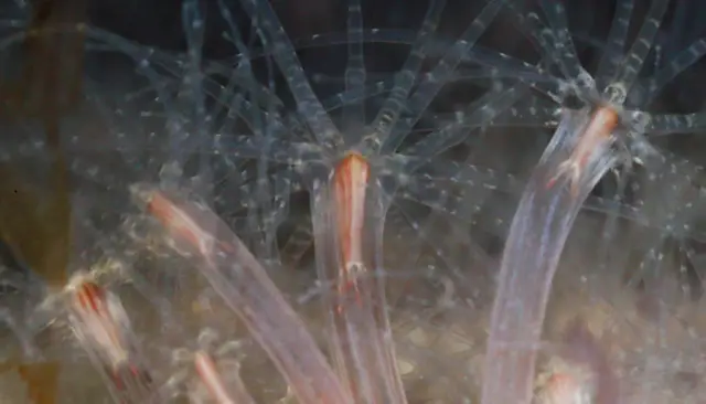 Генетический анализ раскрывает эволюционное происхождение конечностей позвоночных: генетический инструментарий, формирующий конечности, изначально сформировал спинные плавники рыб