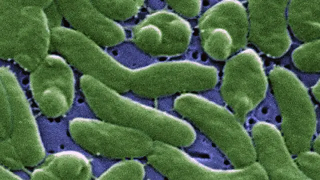 Бактерии питаются парниковым газом вместе с белком: исследование выявило два белка, ответственных за способность метанотрофных бактерий поглощать медь для использования в метаболизме метана