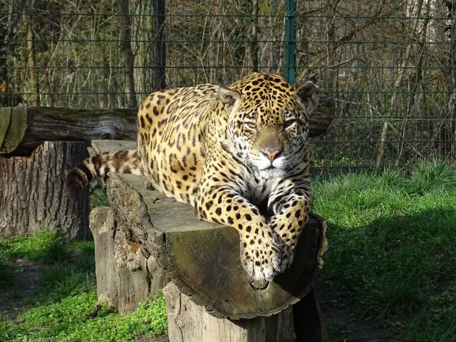 Ягуары и хорошо управляемые концессии на вырубку могут сосуществовать, говорят защитники природы: защитники природы из зоопарка Сан-Диего и WCS из зоопарка Бронкса изучили последствия концессий на выр