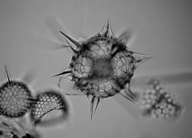 Распутывание роли климата в эволюции отложений и рифов на протяжении тысячелетий: тематическое исследование Большого Барьерного рифа оценивает эволюцию за последние 14 000 лет