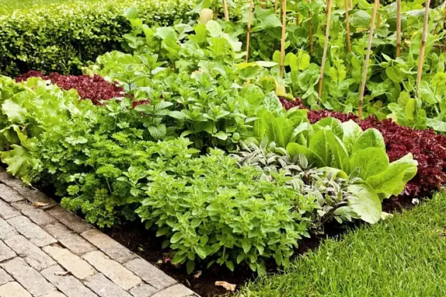 Растения, грибки и бактерии работают вместе, чтобы очистить загрязненную землю: генетический анализ показывает, что микробные взаимодействия помогают быстрорастущим деревьям расщеплять нефтехимические