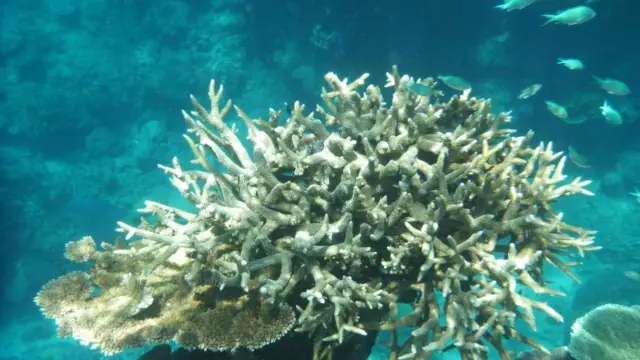 Содействие восстановлению кораллов: включение естественных процессов для использования экологических сил и стимулирования восстановления экосистем коралловых рифов является обязательным, говорят эколо