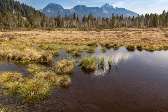 Природные решения могут предотвратить ущерб от наводнений на побережье Мексиканского залива на сумму 50 миллиардов долларов: исследование показывает, что восстановление болот и устричных рифов являетс