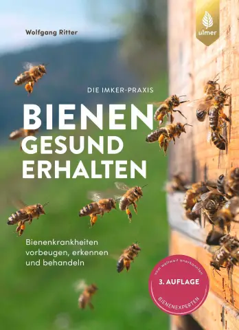 Недавно обнаруженные бактерии могут помочь пчелам кормить своих детенышей: исследователи определили три бактерии, которые могут помочь предотвратить порчу пыльцы, которую дикие пчелы обеспечивают свои