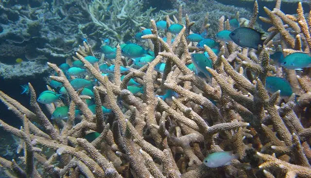 Кораллы Большого Барьерного рифа, по прогнозам, проживут не менее 100 лет до исчезновения из-за изменения климата: модель предсказывает быструю адаптацию кораллов, несмотря на все более серьезное обес