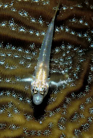 Пять новых видов крабов-отшельников, описанных 130 лет спустя из Тихого океана: с 1888 года один вид крабов, живущий в необычном симбиозе, считается единственным в своем роде