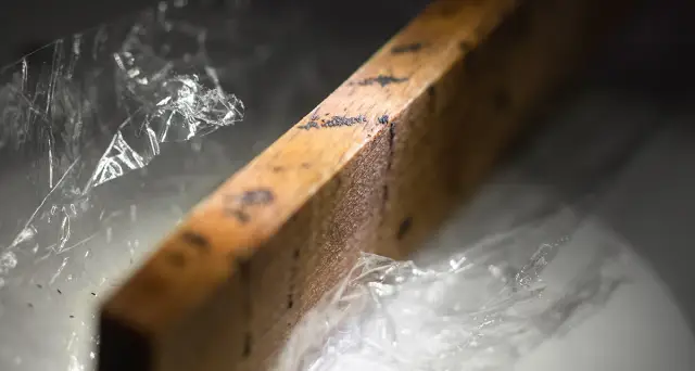 Исследователи составляют карту потенциального распространения вируса желтой лихорадки в городах по всему миру: новый анализ показывает потенциальный риск распространения вируса желтой лихорадки в горо