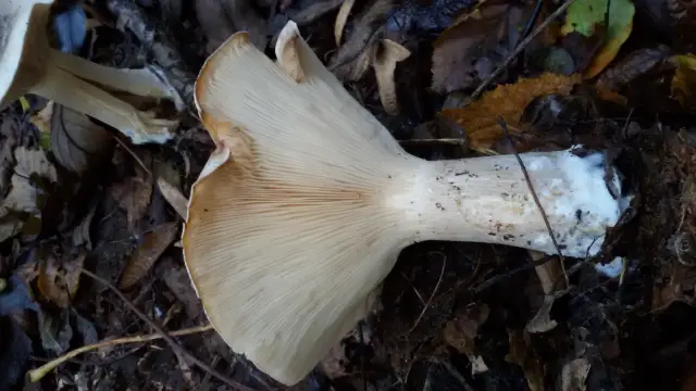 Очень мало страниц, посвященных изменению климата во вводных учебниках по естественным наукам: менее 2 процентов страниц обсуждают изменение климата в ведущих учебниках по биологии, химии и физике