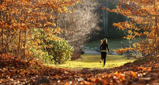 Что микробиом гориллы говорит нам об эволюции и здоровье человека: исследователи обнаружили, что микробиомы диких горилл меняются в зависимости от сезона, когда раз в год они переходят от питания воло