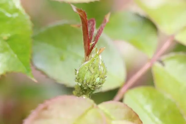 Борьба с пузырями: как растения защищаются от грибка-убийцы: исследователи показывают, как растения борются с инфекциями, доставляя защитные молекулы в грибы с помощью экзосом, похожих на пузыри