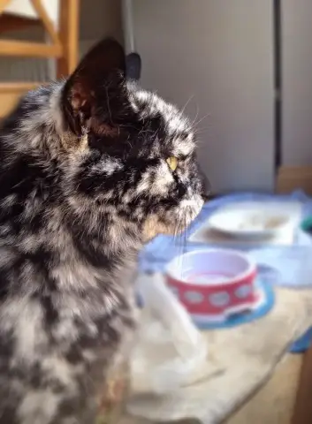 Собаки, рожденные в летнее время, чаще страдают сердечными заболеваниями: исследование Пенсильвании подтверждает более ранние выводы о людях, указывающие на роль раннего гестационного воздействия мелк