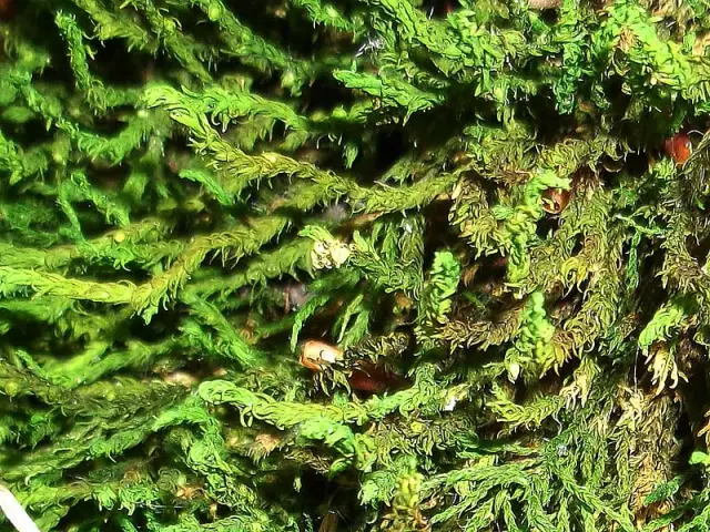 Птицы разных видов узнают друг друга и сотрудничают: исследователи впервые показали, как птицы двух разных видов узнают особей и сотрудничают для взаимной выгоды