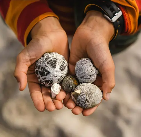 Как кораллы высоких широт справляются с холодом: кораллы, растущие на рифах высоких широт в Западной Австралии, могут регулировать свой внутренний химический состав, чтобы стимулировать рост при более