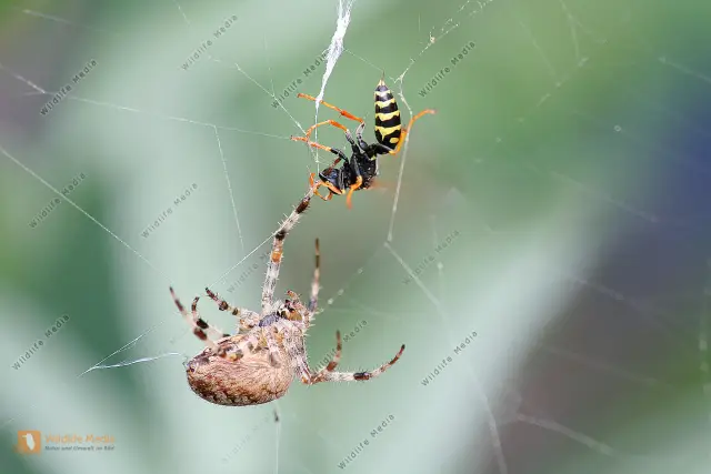 Летающие пауки чувствуют метеорологические условия, используют наноразмерные волокна, чтобы летать по ветру: паук-краб плетет десятки тонких шелковых волокон для своего рассеивания в воздухе