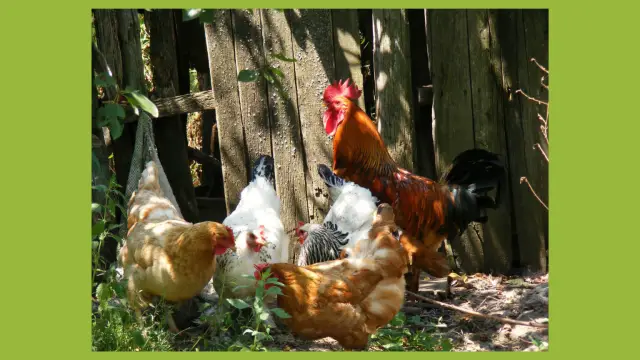 Межвидовая адаптация прионов зависит от среды репликации прионов: репликация прионов в условиях низкого содержания РНК приводит к изменению признаков заболевания у животных