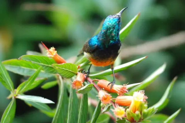 Шимпанзе начинают использовать новый жест использования инструментов во время захвата власти альфа-самцом: крик шимпанзе становится длиннее и заметнее, когда самцы сочетают его с жестом «прищипывание 