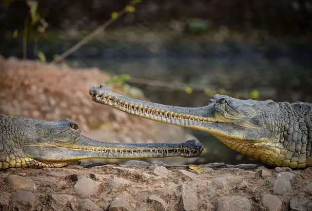 Глобальная площадь поверхности рек и ручьев на 45 процентов больше, чем считалось ранее: новые данные позволяют лучше оценить перемещение парниковых газов из воды в атмосферу