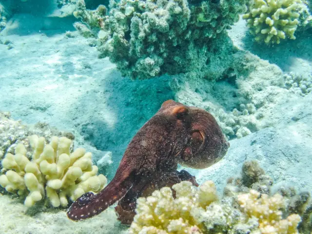 Узнавание других, но не себя: новый взгляд на эволюцию спаривания растений: исследователи выясняют, как растения развивают разнообразие в генах, которые предотвращают самооплодотворение