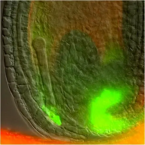 Матери-растения «разговаривают» со своими эмбрионами через гормон ауксин: ученые решают давний вопрос о сигнале, который регулирует развитие эмбриона - исследование в Nature Plants