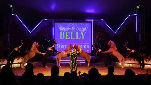 Обезьяны извлекают выгоду из способностей шимпанзе и свиней раскалывать орехи: мангабейские обезьяны получают бесплатный доступ к свежим тропическим орехам, извлекая выгоду из навыков раскалывания оре