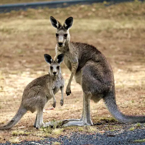 Как травоядное перехватывает стратегию усвоения питательных веществ своим растением-хозяином: борьба за железо определяет судьбу кукурузы и ее самого опасного насекомого-вредителя, западного кукурузно