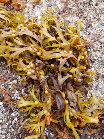 Воздействие загрязнения твердыми частицами сильно различается в зависимости от того, где оно образовалось: Воздействие аэрозолей на климат сильно различается в зависимости от того, где они были выпуще