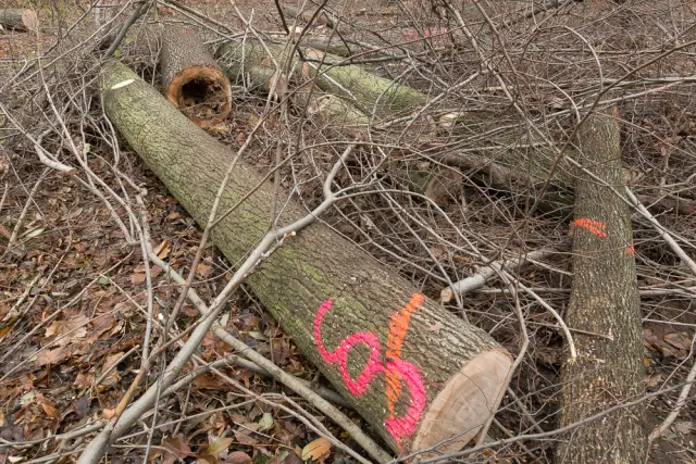 Распределение видов деревьев в Амазонии смоделировано