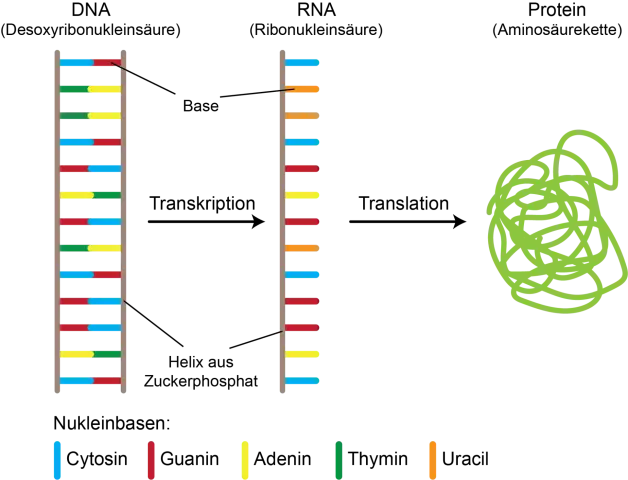 Обнаружен клеточный механизм, регулирующий синтез белка в условиях стресса: регулирующий механизм может играть жизненно важную роль в предотвращении пролиферации опухолей