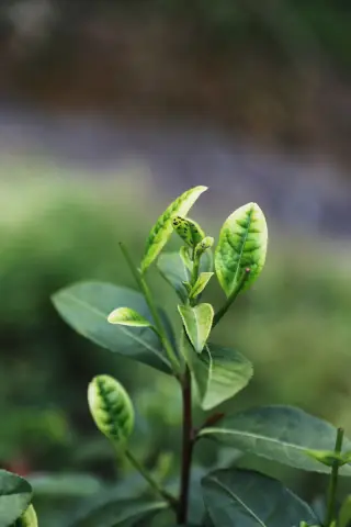 Идеальная картина: исследователи получили самое четкое изображение белка вируса Эбола: модель белкового комплекса вируса с почти атомарным разрешением дает более четкое понимание вирусной механики