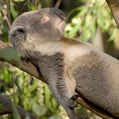 Южноамериканские сумчатые обнаружили, что они достигают новых высот: Ученые впервые засняли на камеру крошечного сумчатого, поднимающегося выше, чем считалось ранее, в пологе леса