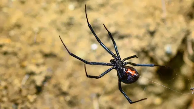 Тайна о том, как пауки черная вдова создают шелковую паутину, прочную как сталь, раскрыта: «Теория модифицированных мицелл» может позволить ученым создавать такие же прочные синтетические материалы