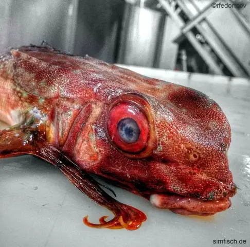 Горбатые киты приходят в Средиземное море, чтобы прокормить себя: эксперты прогнозируют, что в ближайшие годы количество наблюдений этого вида в Средиземноморье может увеличиться