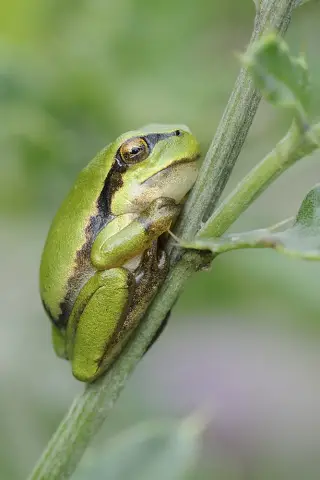 Не слишком большой и не слишком маленький: древесные лягушки выбирают подходящие бассейны: лягушки, размножающиеся в бассейнах с водой на листьях, сталкиваются с компромиссом между высыханием и отпуги