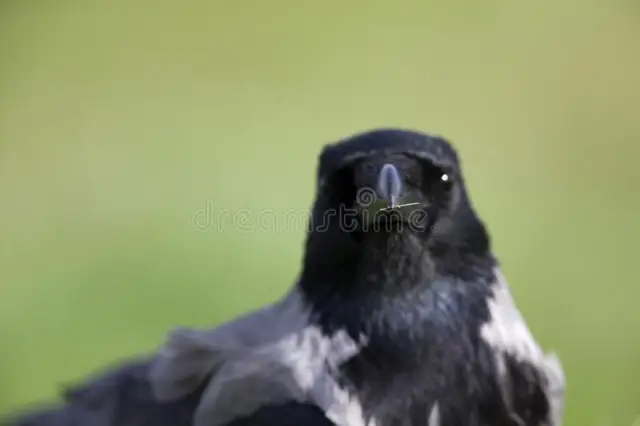 Использование находящихся под угрозой исчезновения варварских макак в качестве реквизита для фотографий может негативно сказаться на марокканском туризме: контакт с содержащимися в неволе макаками счи