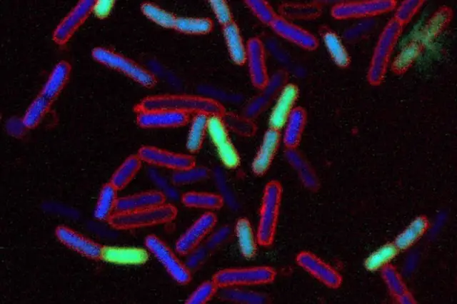 Угроза «кошмарных бактерий», проявляющих устойчивость к антибиотику последней инстанции колистину: широкое распространение резистентной к колистину Escherichia coli, вызывающей растущую терапевтическу