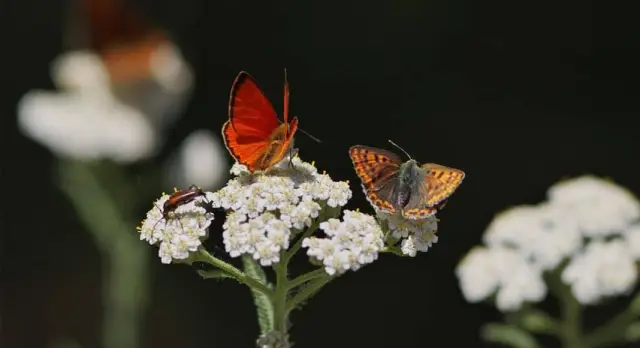 Действительно ли восстановление среды обитания убивает растения в диких землях Калифорнии? Растения, выращенные в питомнике, могут содержать устойчивые к фунгицидам штаммы болезнетворных микроорганизм