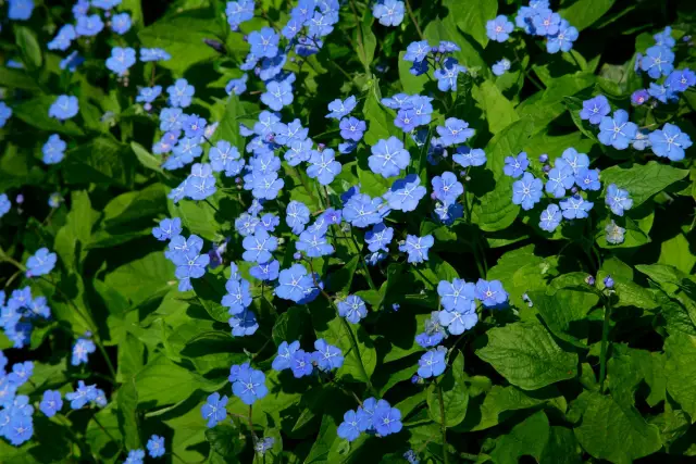 Растения моргают: Будьте осторожны при солнечном свете: Подобно тому, как глаза приспосабливаются к внезапным изменениям освещения, растения имеют чувствительные механизмы для защиты своих листьев от 