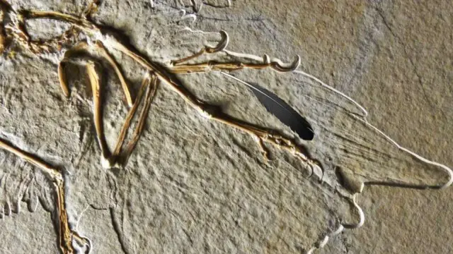 Первое обнаруженное ископаемое перо не принадлежало культовой птице археоптериксу: технология визуализации показывает, что первое обнаруженное ископаемое перо не принадлежало культовой птице археоптер