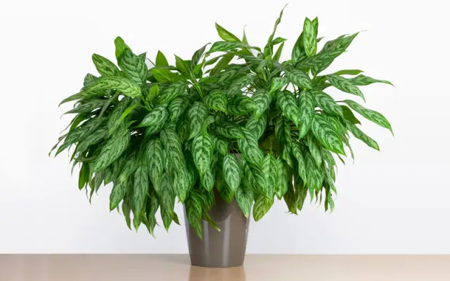 Улучшение оценки чувствительности бактерий к антибиотикам может изменить способ назначения лекарств: недавно разработанный микрочип может определить оптимальное лекарство и дозировку для эффективного 