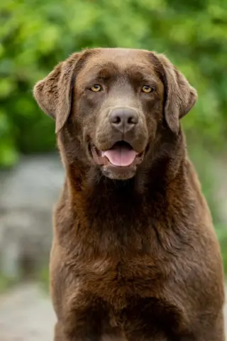 Темное волокно закладывает основу для обнаружения землетрясений на больших расстояниях и картирования подземных вод: исследователи получают подробную картину того, как землетрясения проходят через нед