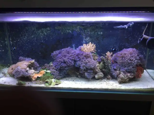 Разница в температуре воды может создавать новые морские виды: Теплая и прохладная температура воды на длинном участке береговой линии приводит к появлению новых видов морских рыб