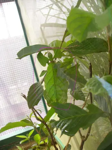 Вы то, что вы едите: насекомое, меняющее цвет, изменяет рацион, чтобы стать неприятным: Фонарики меняют рацион и цвет, чтобы стать неприятными и сигнализировать о неприятном вкусе